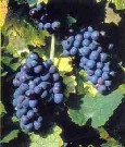 Pinotmeunier.jpg (10k)