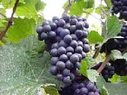 Pinotnoir.jpg (13k)